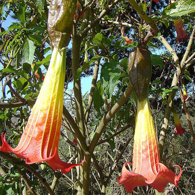 Brugmansia sanguinea - Trompetenbaum (Blüte)