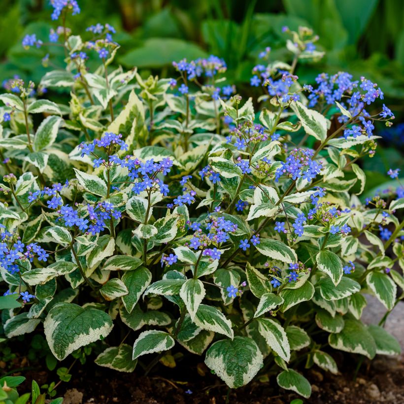 Brunnera macrophylla Variegata - Kaukasus-Vergißmeinnicht (Hafen)