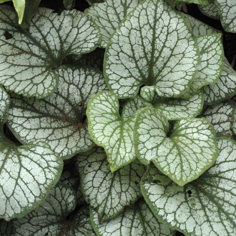 Brunnera macrophylla Jack Frost - Kaukasus-Vergißmeinnicht (Laub)