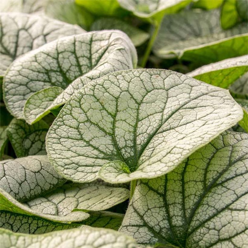 Brunnera macrophylla Alexander's Great - Kaukasus-Vergißmeinnicht (Laub)