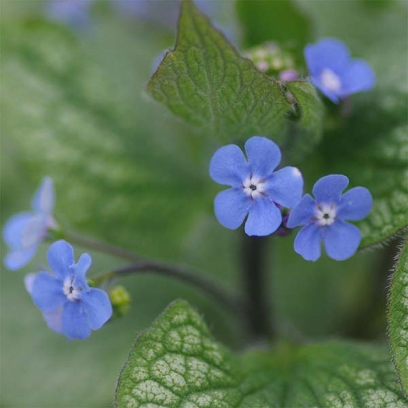 Brunnera macrophylla Alexander's Great - Kaukasus-Vergißmeinnicht (Blüte)