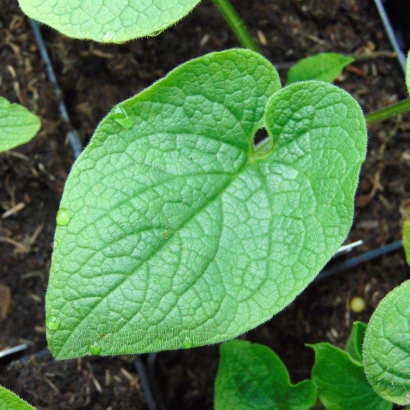 Brunnera macrophylla Betty Bowring - Kaukasus-Vergißmeinnicht (Laub)