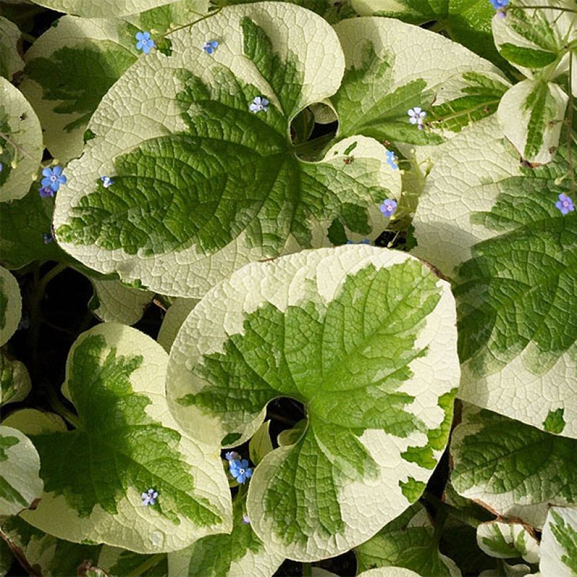 Brunnera macrophylla Dawson s White - Kaukasus-Vergißmeinnicht (Laub)