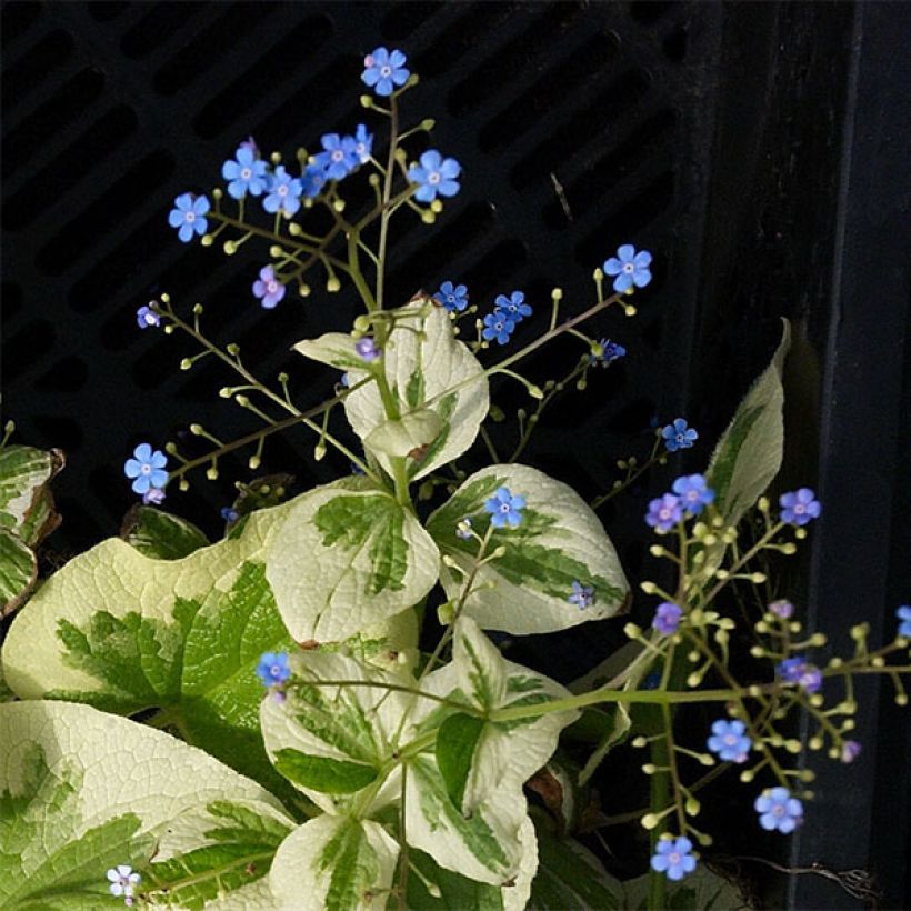 Brunnera macrophylla Dawson s White - Kaukasus-Vergißmeinnicht (Blüte)