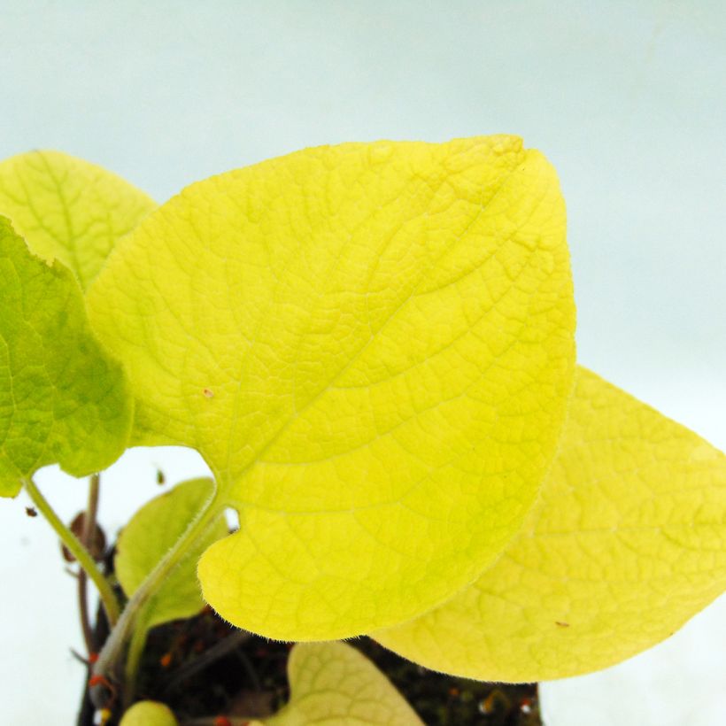 Brunnera macrophylla Diane's Gold - Kaukasus-Vergißmeinnicht (Laub)