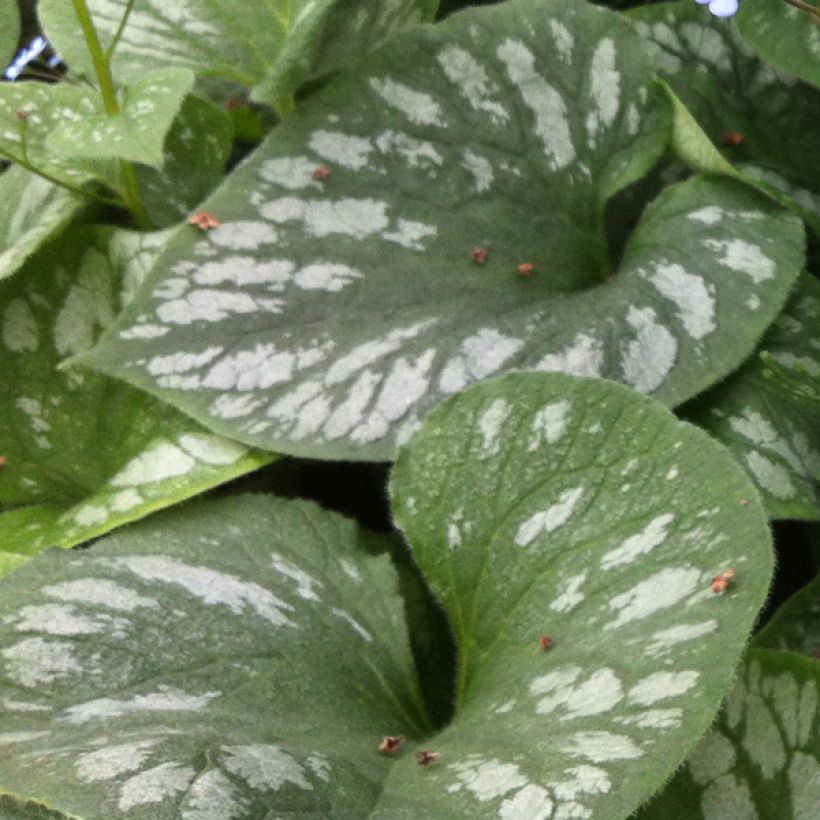 Brunnera macrophylla Emerald Mist - Kaukasus-Vergißmeinnicht (Laub)