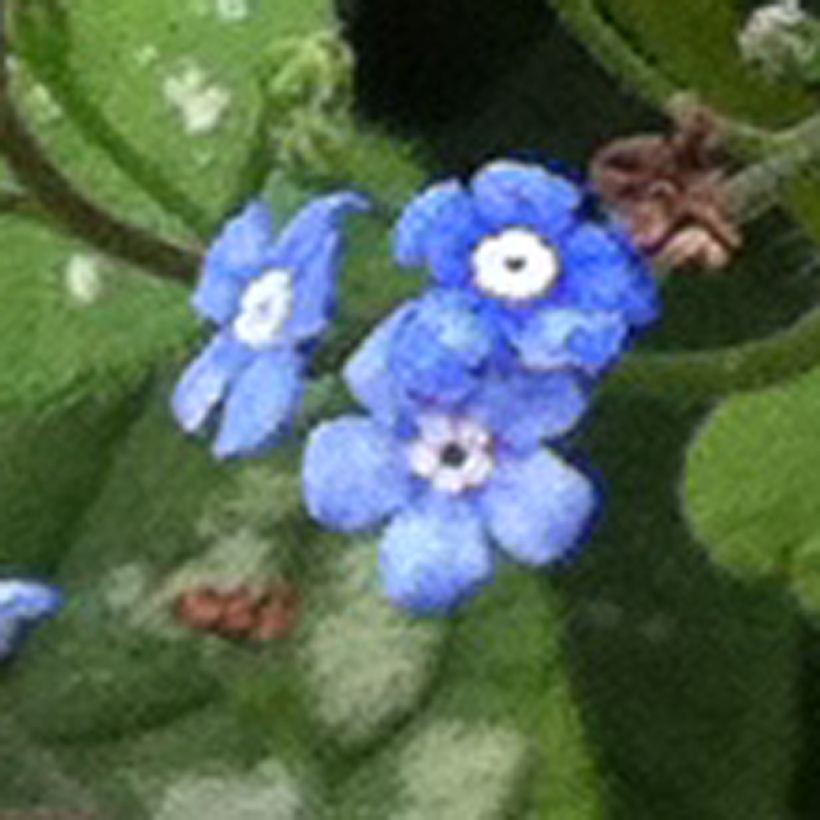 Brunnera macrophylla Emerald Mist - Kaukasus-Vergißmeinnicht (Blüte)