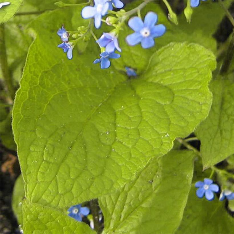 Brunnera macrophylla Green Gold - Kaukasus-Vergißmeinnicht (Laub)