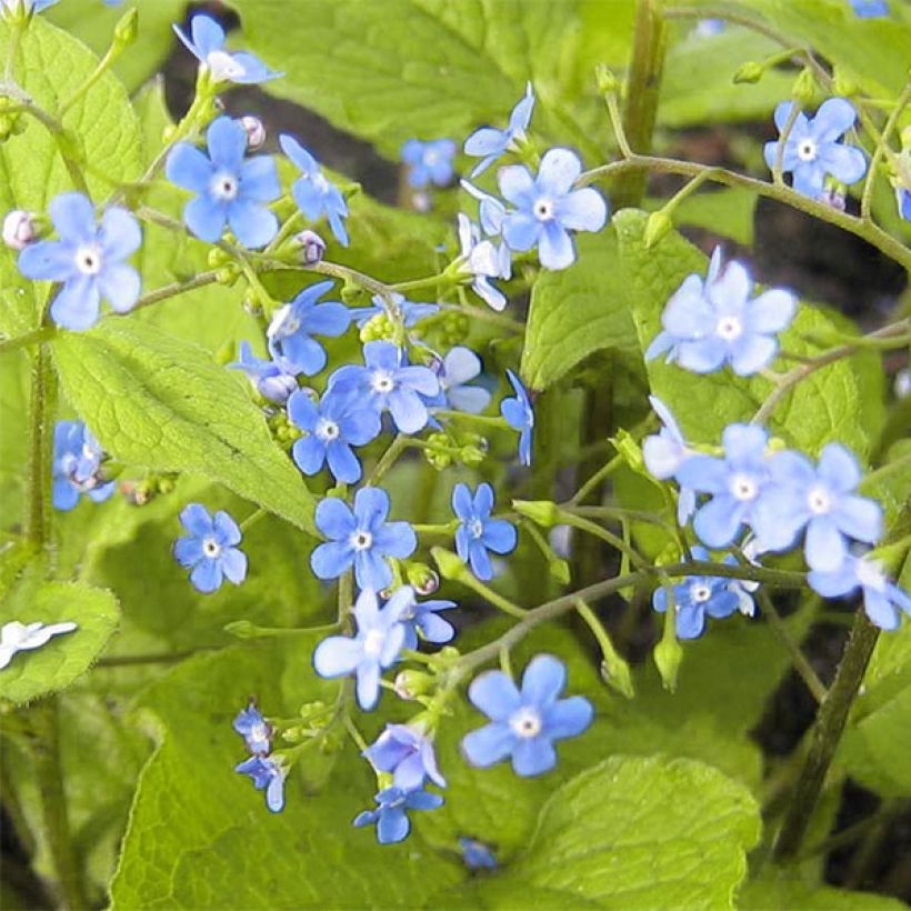 Brunnera macrophylla Green Gold - Kaukasus-Vergißmeinnicht (Blüte)