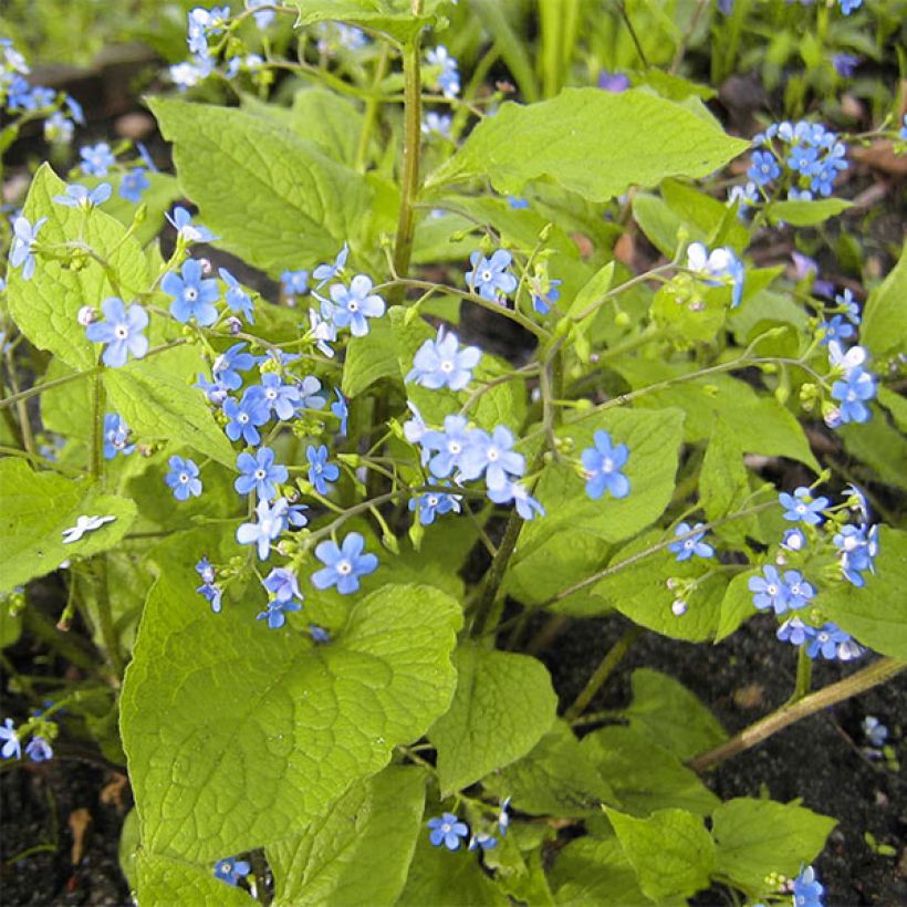 Brunnera macrophylla Green Gold - Kaukasus-Vergißmeinnicht (Hafen)