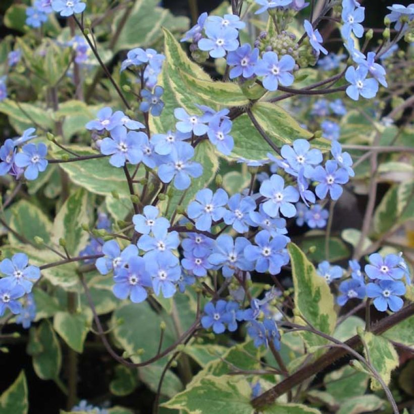 Brunnera macrophylla Hadspen cream - Kaukasus-Vergißmeinnicht (Blüte)