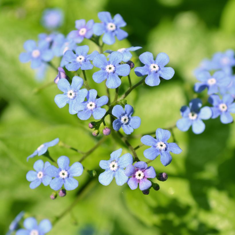 Brunnera macrophylla Jack Frost - Kaukasus-Vergißmeinnicht (Blüte)