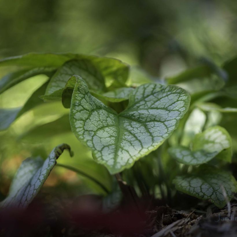 Brunnera macrophylla Jack's Gold - Kaukasus-Vergißmeinnicht (Laub)