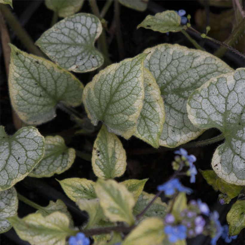 Brunnera macrophylla King's Ramson - Kaukasus-Vergißmeinnicht (Laub)