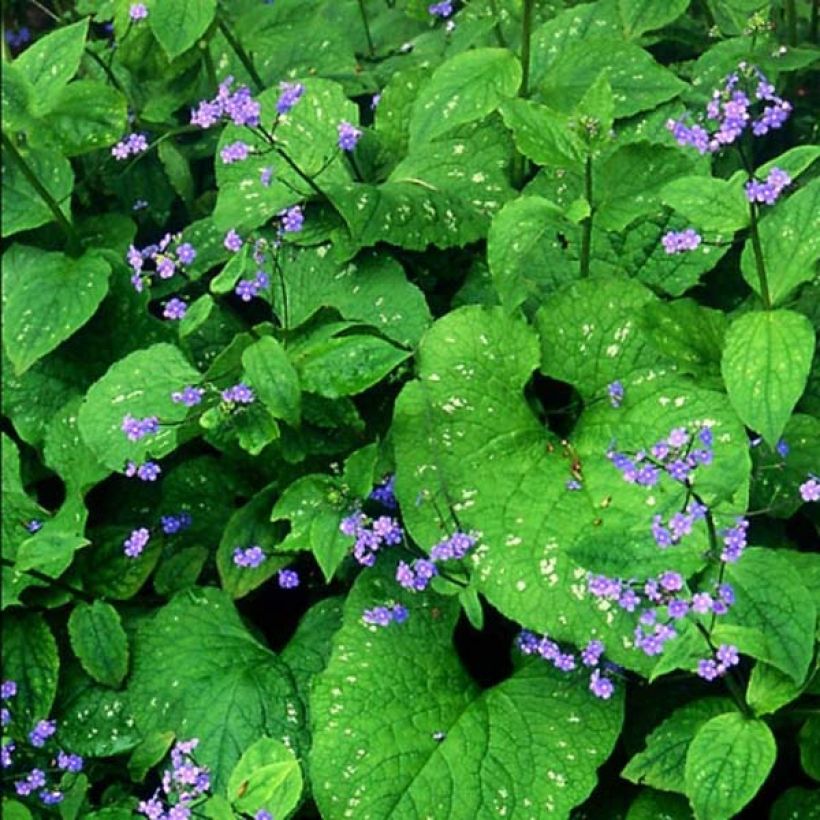 Brunnera macrophylla Langtrees - Kaukasus-Vergißmeinnicht (Blüte)