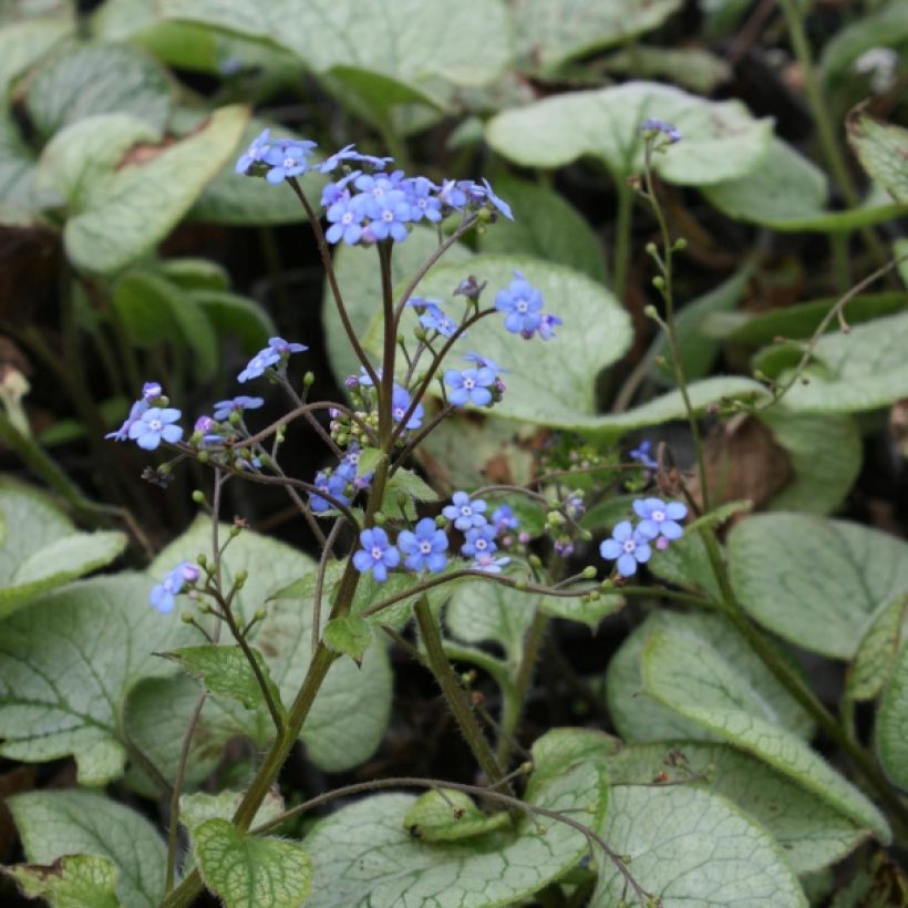 Brunnera macrophylla Looking Glass - Kaukasus-Vergißmeinnicht (Hafen)