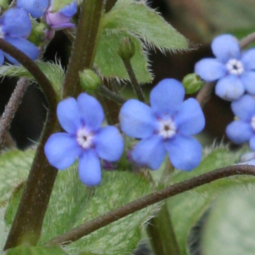 Brunnera macrophylla Looking Glass - Kaukasus-Vergißmeinnicht (Blüte)