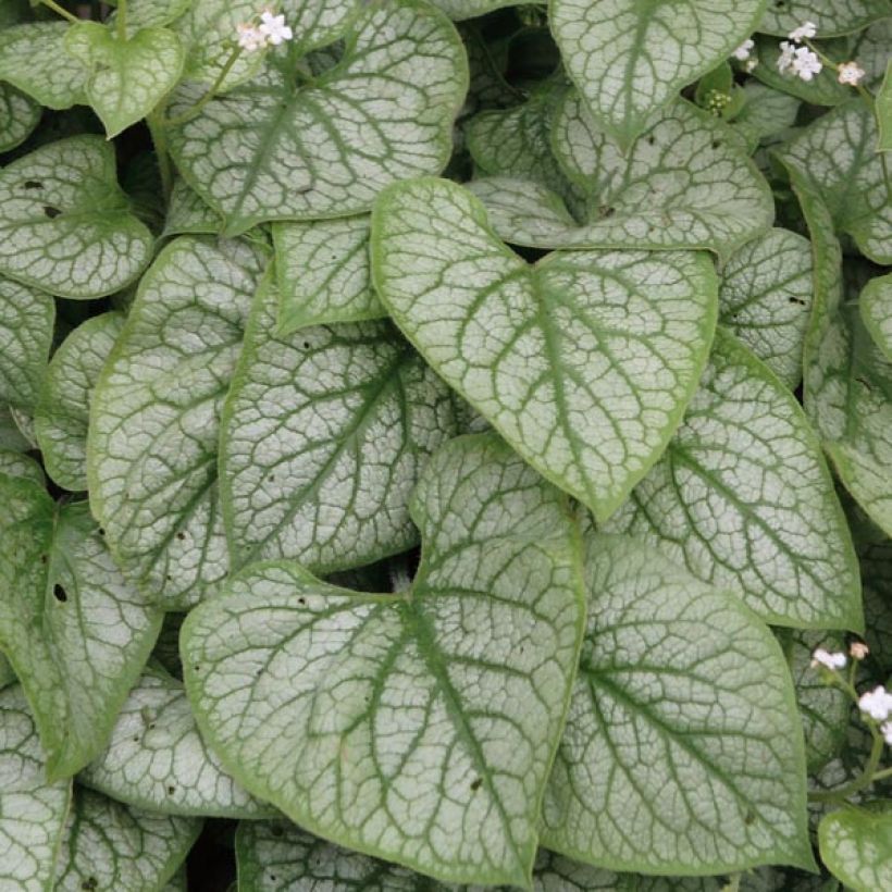 Brunnera macrophylla Mr Morse - Kaukasus-Vergißmeinnicht (Laub)