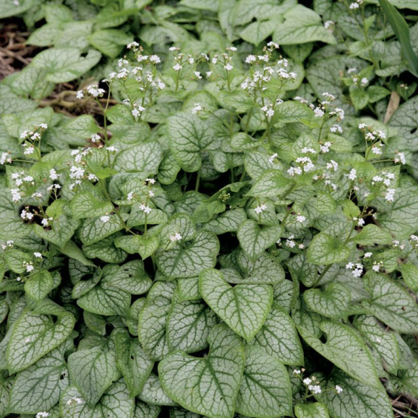 Brunnera macrophylla Mr Morse - Kaukasus-Vergißmeinnicht (Hafen)