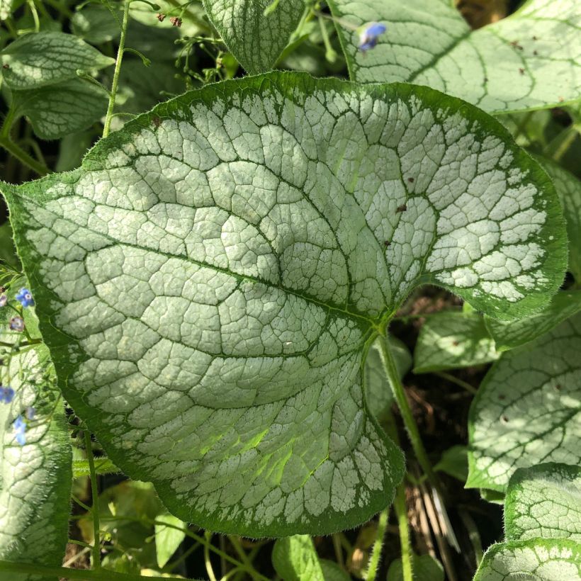 Brunnera macrophylla Silver Heart - Kaukasus-Vergißmeinnicht (Laub)