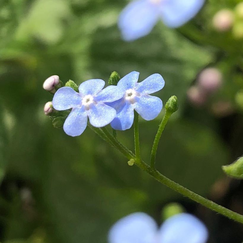 Brunnera macrophylla Silver Heart - Kaukasus-Vergißmeinnicht (Blüte)