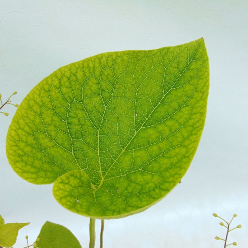 Brunnera macrophylla Starry Eyes - Kaukasus-Vergißmeinnicht (Laub)