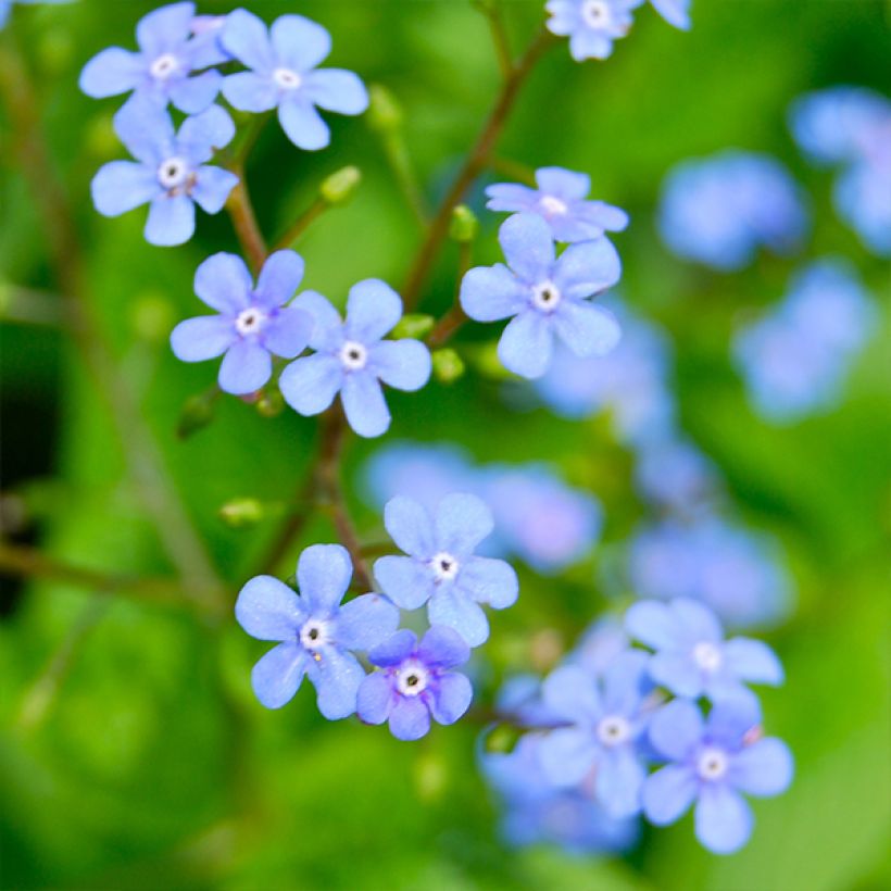 Brunnera macrophylla Yellow spring - Kaukasus-Vergißmeinnicht (Blüte)