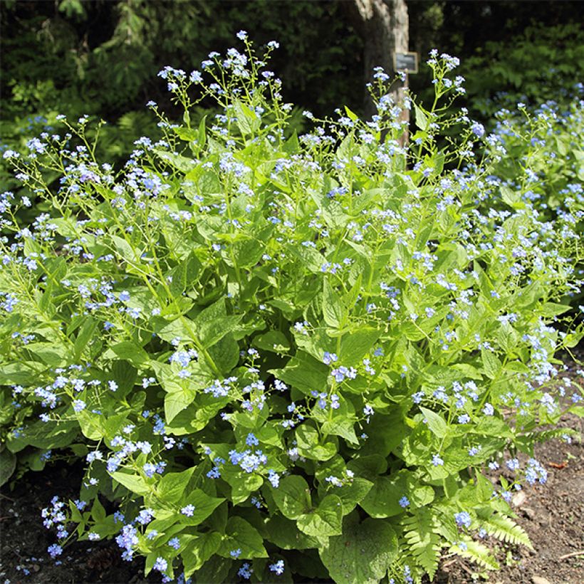 Brunnera macrophylla Yellow spring - Kaukasus-Vergißmeinnicht (Hafen)