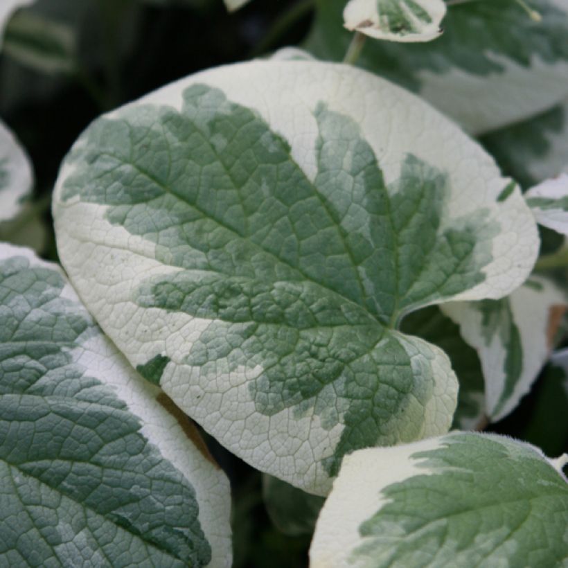 Brunnera macrophylla Variegata - Kaukasus-Vergißmeinnicht (Laub)