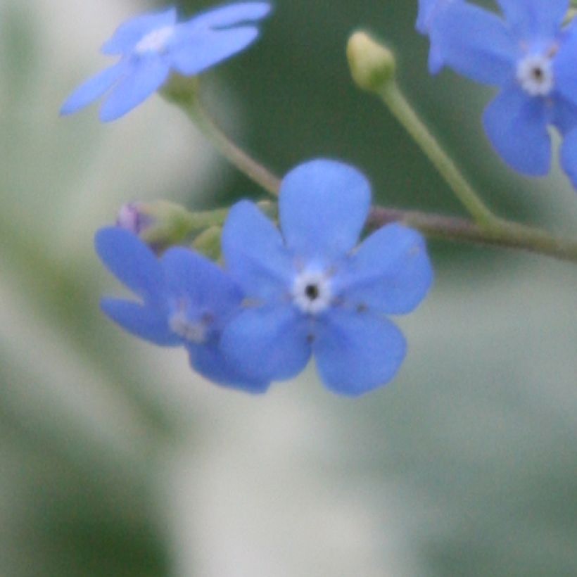 Brunnera macrophylla Variegata - Kaukasus-Vergißmeinnicht (Blüte)