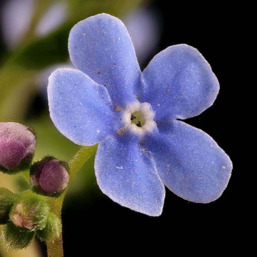 Brunnera sibirica - Sibirisches Vergißmeinnicht (Blüte)