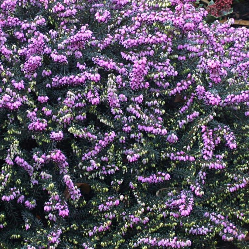 Winterblühende Heide Winter Belles Lucie - Erica darleyensis (Blüte)