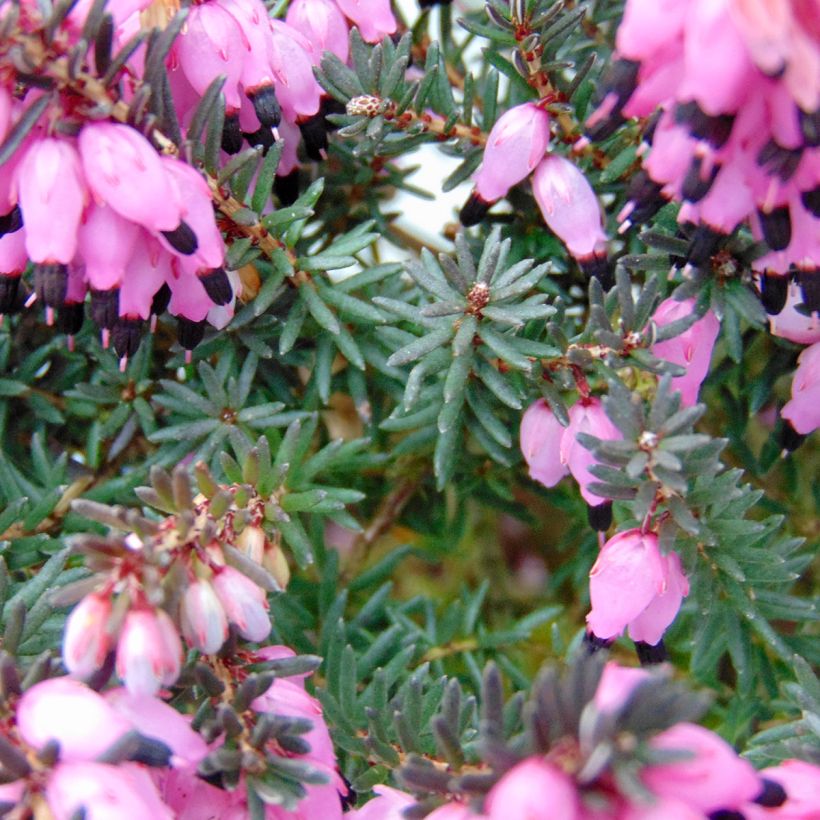 Winterblühende Heide Winter Belles Lucie - Erica darleyensis (Laub)