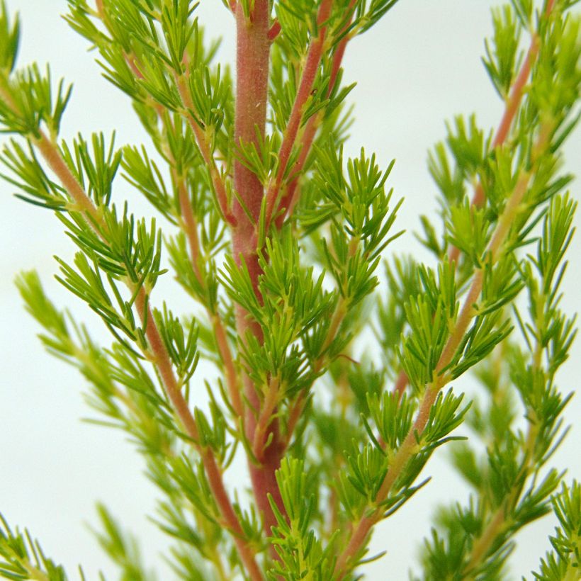 Baum-Heide Great Star Le Vasterival - Erica arborea (Laub)