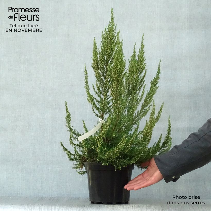 Exemplar von Bruyère arborescente Great Star Le Vasterival Pot de 4L/5L wie im Herbst geliefert