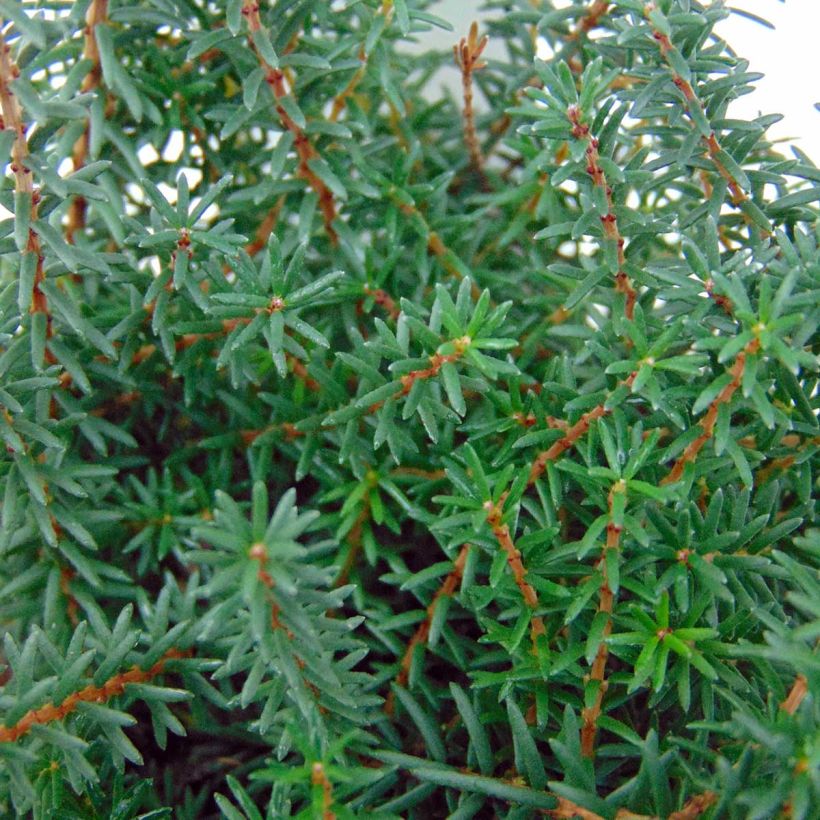 Winterblühende Heide Kramer's Rote - Erica darleyensis (Laub)