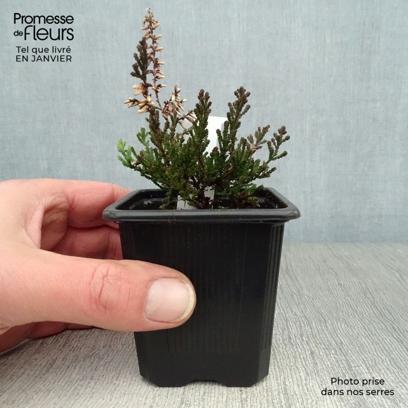 Exemplar von Bruyère d'été - Calluna vulgaris Marlies Godet de 8 cm wie im Winter geliefert