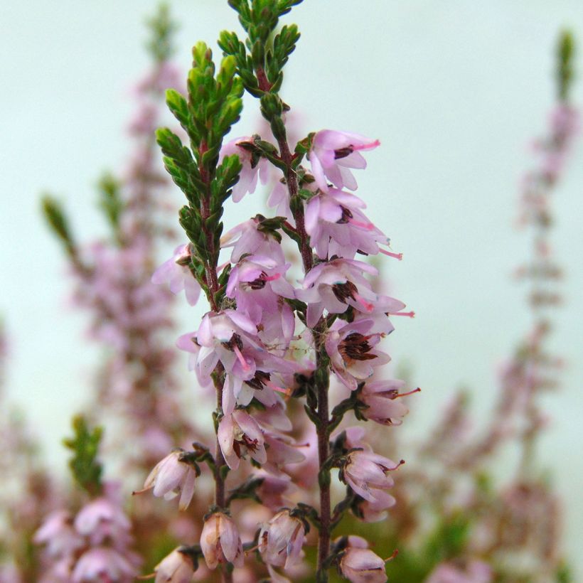 Besenheide Spring Torch - Calluna vulgaris (Blüte)