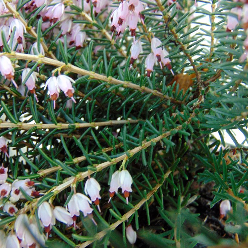 Winterblühende Heide Ghost Hills - Erica darleyensis (Laub)