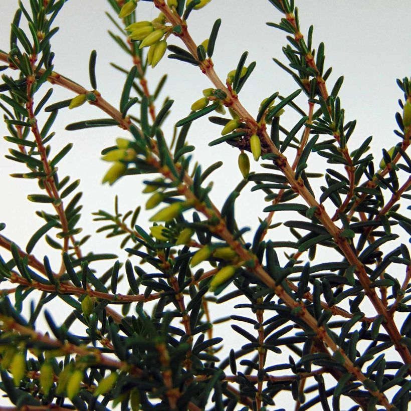 Winterblühende Heide Silberschmelze - Erica darleyensis (Laub)