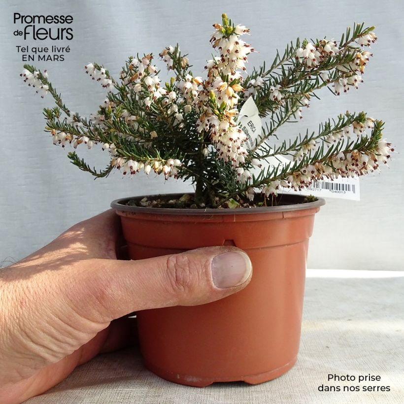 Exemplar von Bruyère d'hiver - Erica x darleyensis Silberschmelze en godet 8/9cm wie im Winter geliefert