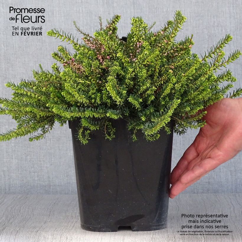 Exemplar von Bruyère d'hiver - Erica x darleyensis Trio Pot de 3L/4L wie im Herbst geliefert