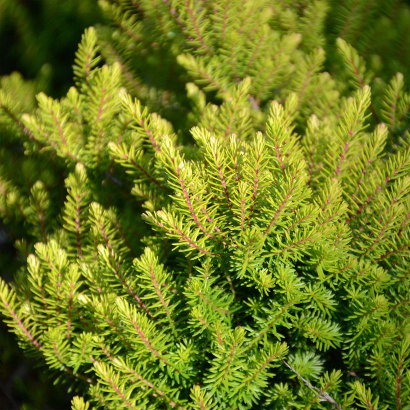 Winterblühende Heide Winter Belles Tylou - Erica darleyensis (Laub)