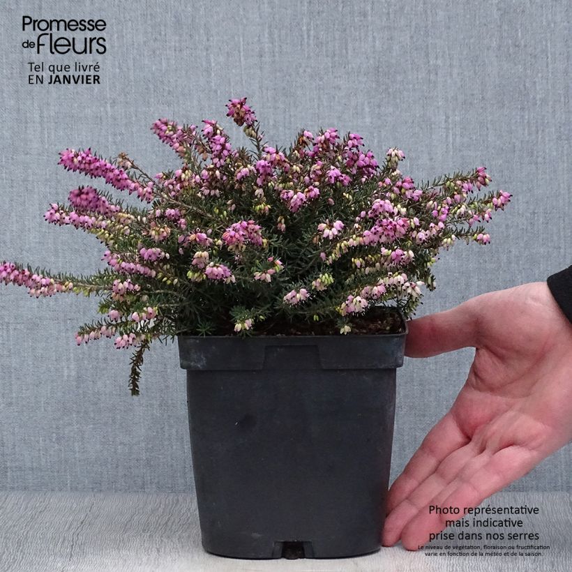 Exemplar von Bruyère d'Hiver - Erica x darleyensis Kramer's Rote Pot de 2/3L wie im Winter geliefert