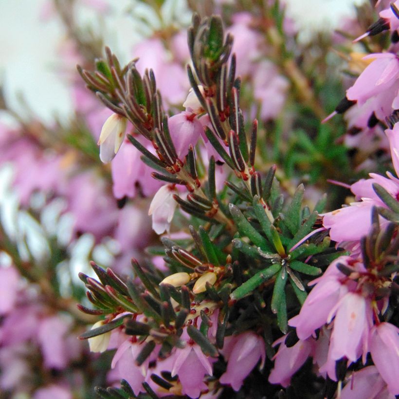 Winterblühende Heide Furzey - Erica darleyensis (Laub)