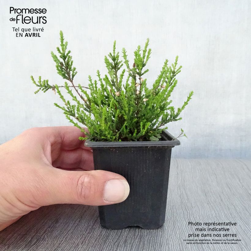 Exemplar von Besenheide Marlies - Calluna vulgaris Kleine Töpfe von 8/9 cmGelieferte Höhe ca. 10/15cm wie im Frühjahr geliefert