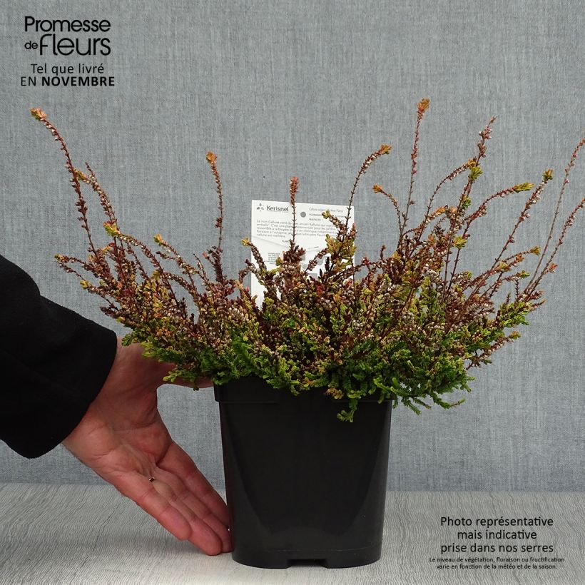 Exemplar von Bruyère d'été - Calluna vulgaris Wickwar Flame Pot de 2L/3L wie im Herbst geliefert