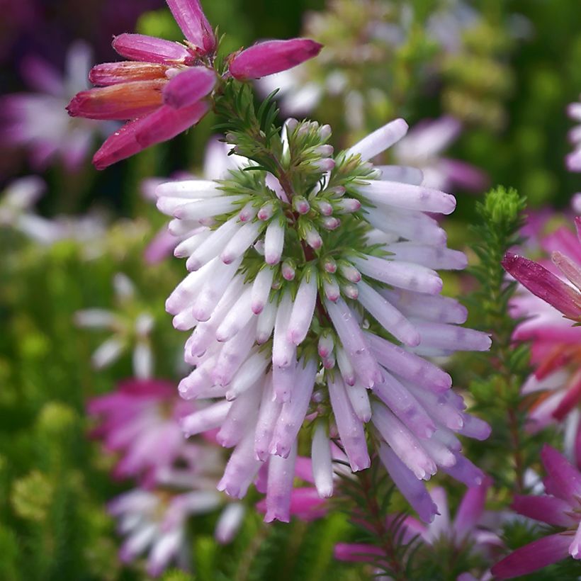 Heidekraut - Erica verticillata (Blüte)