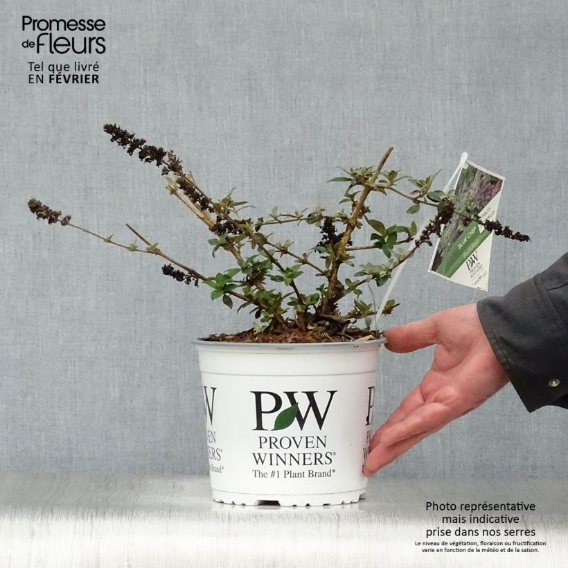 Exemplar von Buddleia Blue Chip - Pot de 4,5L wie im Winter geliefert