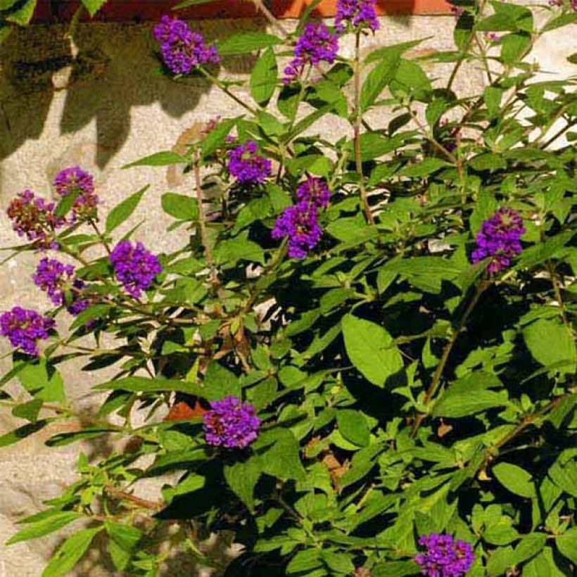 Buddleja Blue Chip - Sommerflieder (Blüte)